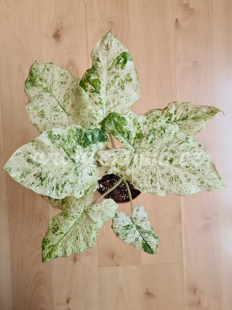 Alocasia