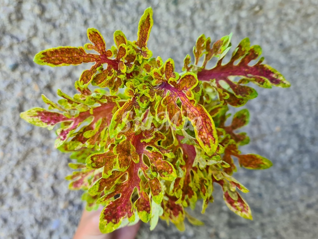 Coleus Apricot Feever