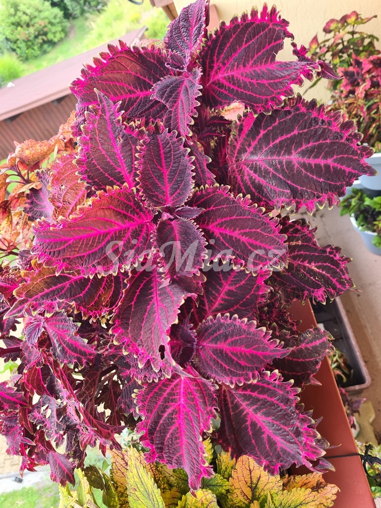 Coleus Crimson Velvet