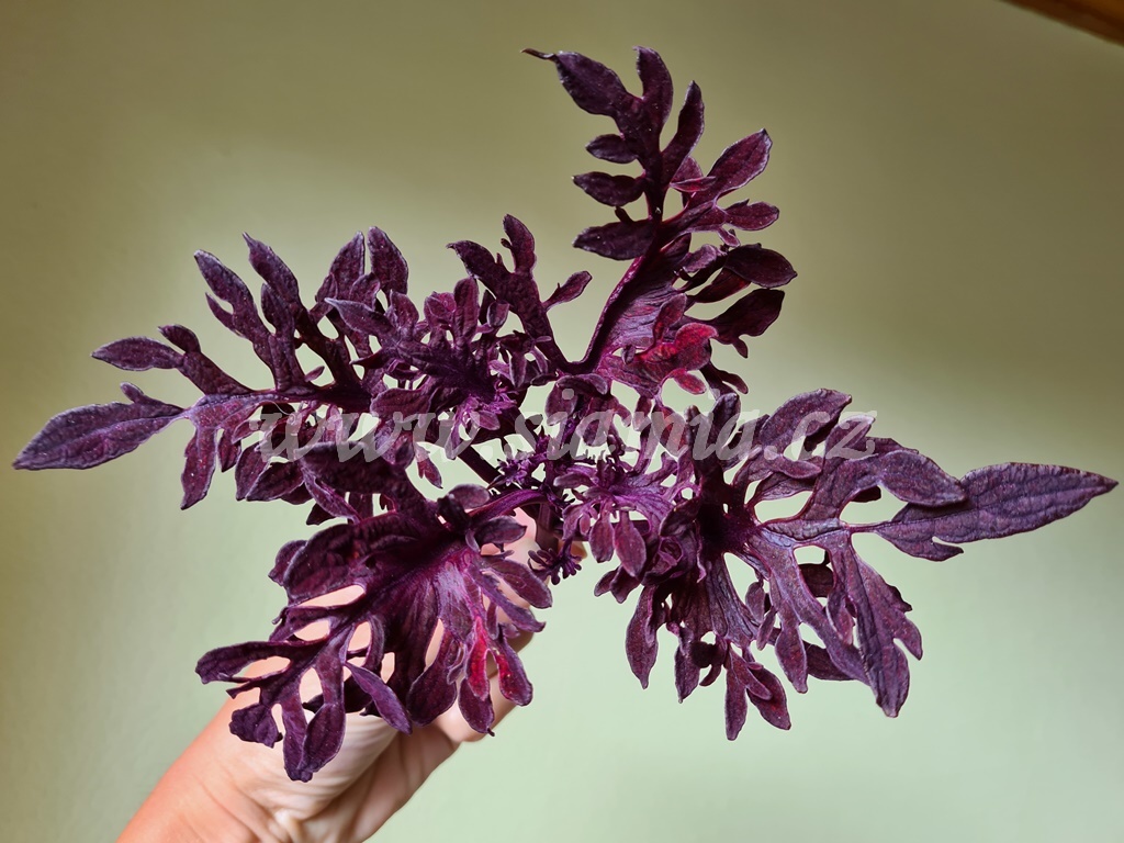 Coleus SiaMia Black Octopus