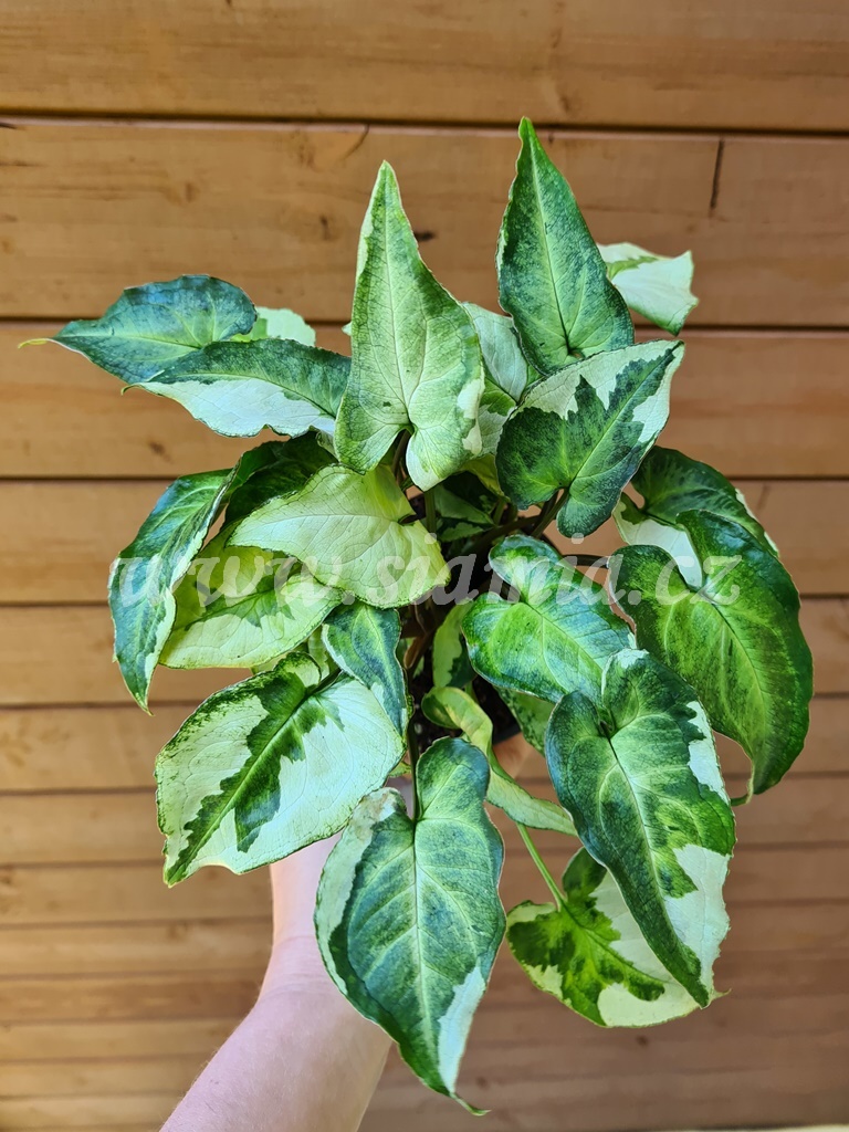 Syngonium