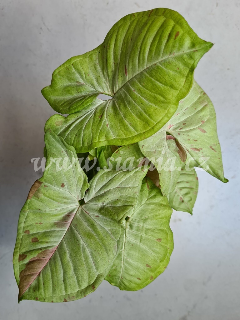 Syngonium Milk Confetti